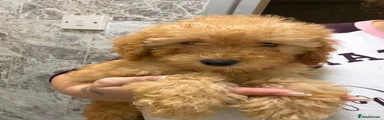 Poodle 1