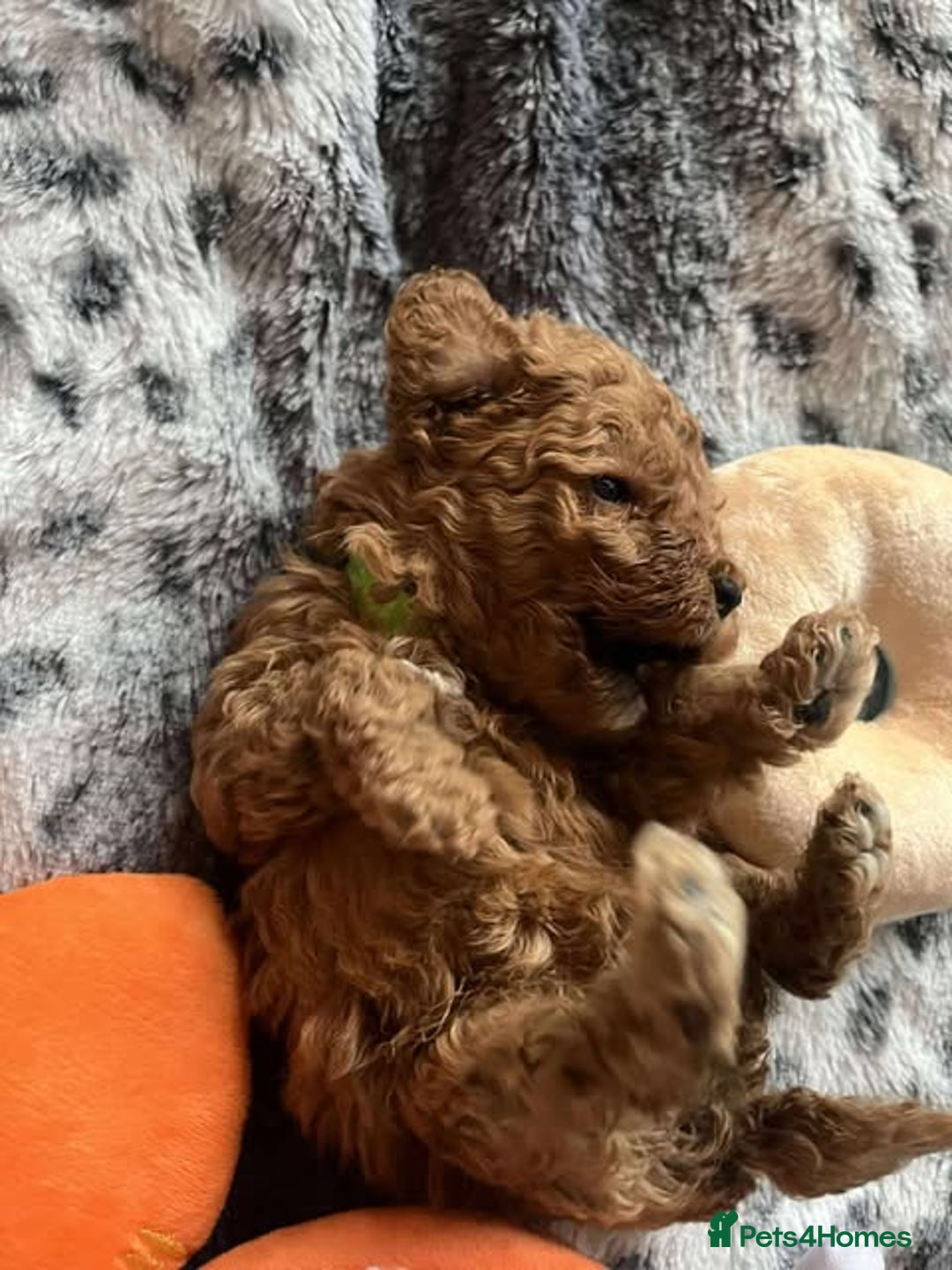 Miniature Poodle dogs for sale: Miniature Poodles!!! - Advert 36