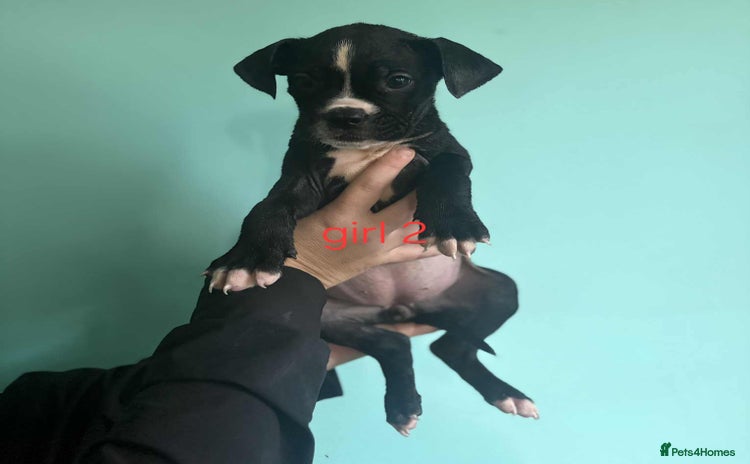 Mixed Breed dogs - Advert 8