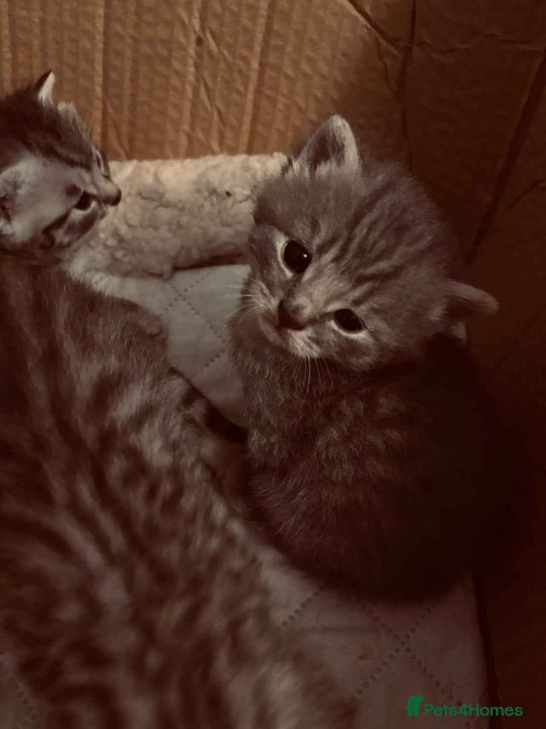 Brazilian Shorthair cats for sale: Silver tipped BSH - Image 3