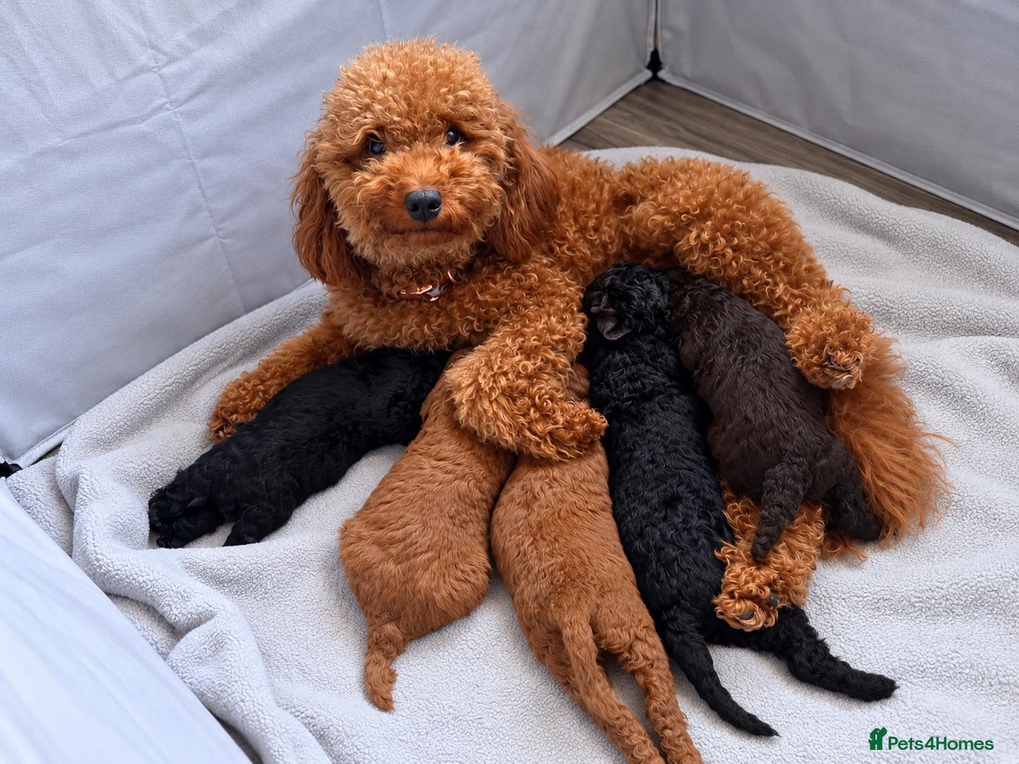 Cockapoo dogs Beautiful True Teddy Face Curly Cockapoo Puppies - Advert 1