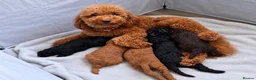 Cockapoo dogs for sale: Beautiful True Teddy Face Curly Cockapoo Puppies - Advert 1