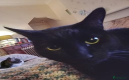 Mixed Breed cats for sale: Binxx - Image 8