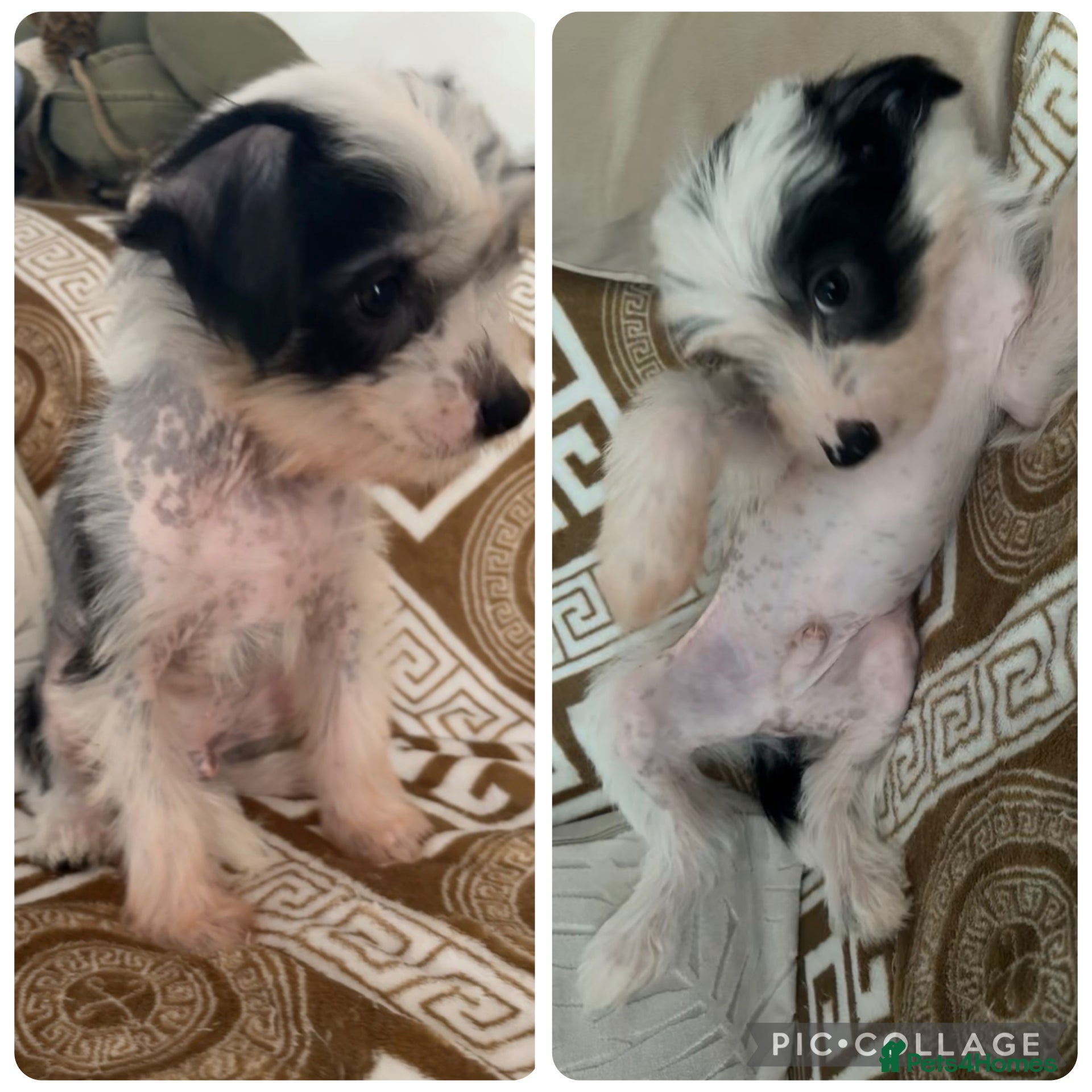 Chinese Crested dogs Pure Chinese crested  - Advert 1