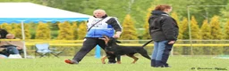 Dobermann dogs for sale: Fantastic KC Dobermann Puppies  - Advert 29
