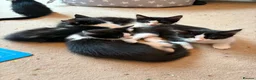Domestic Shorthair cats for sale: Gorgeous Fluffy Black & White Kittens - READY NOW! - Advert 2