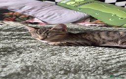 Mixed Breed cats for sale: Kitten For Adoption - Image 5