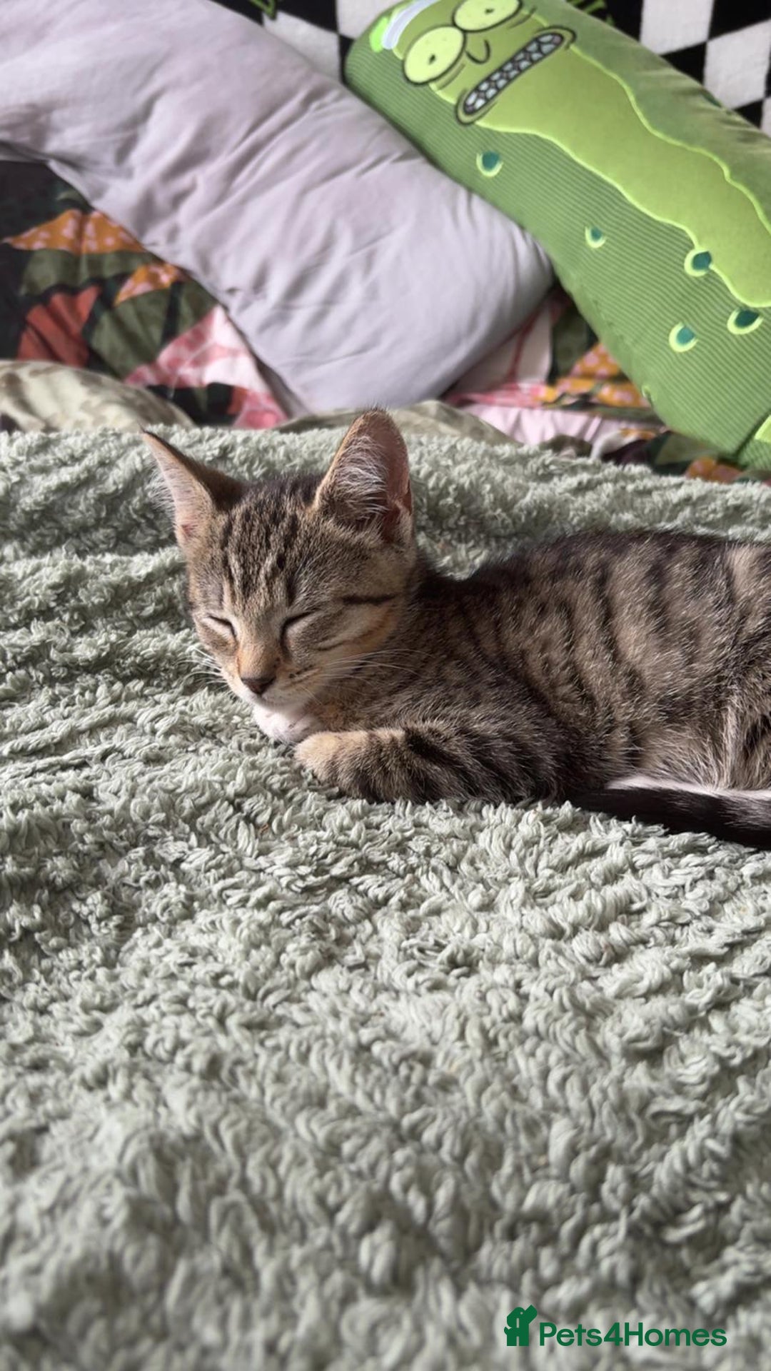 Mixed Breed cats for sale: Kitten For Adoption - Image 5
