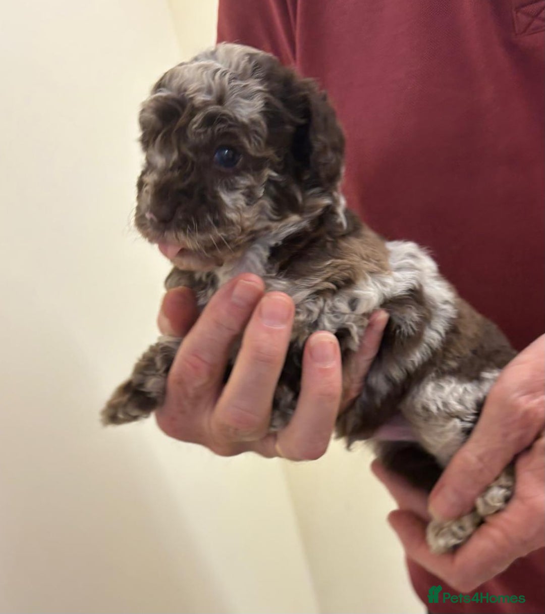 Cockapoo dogs for sale:  f1b chocolate and chocolate merle puppies  - Image 6