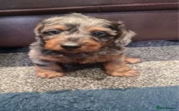Dachshund dogs for sale: DAPPLE LONG HAIR DACHSHUNDS  - Image 12