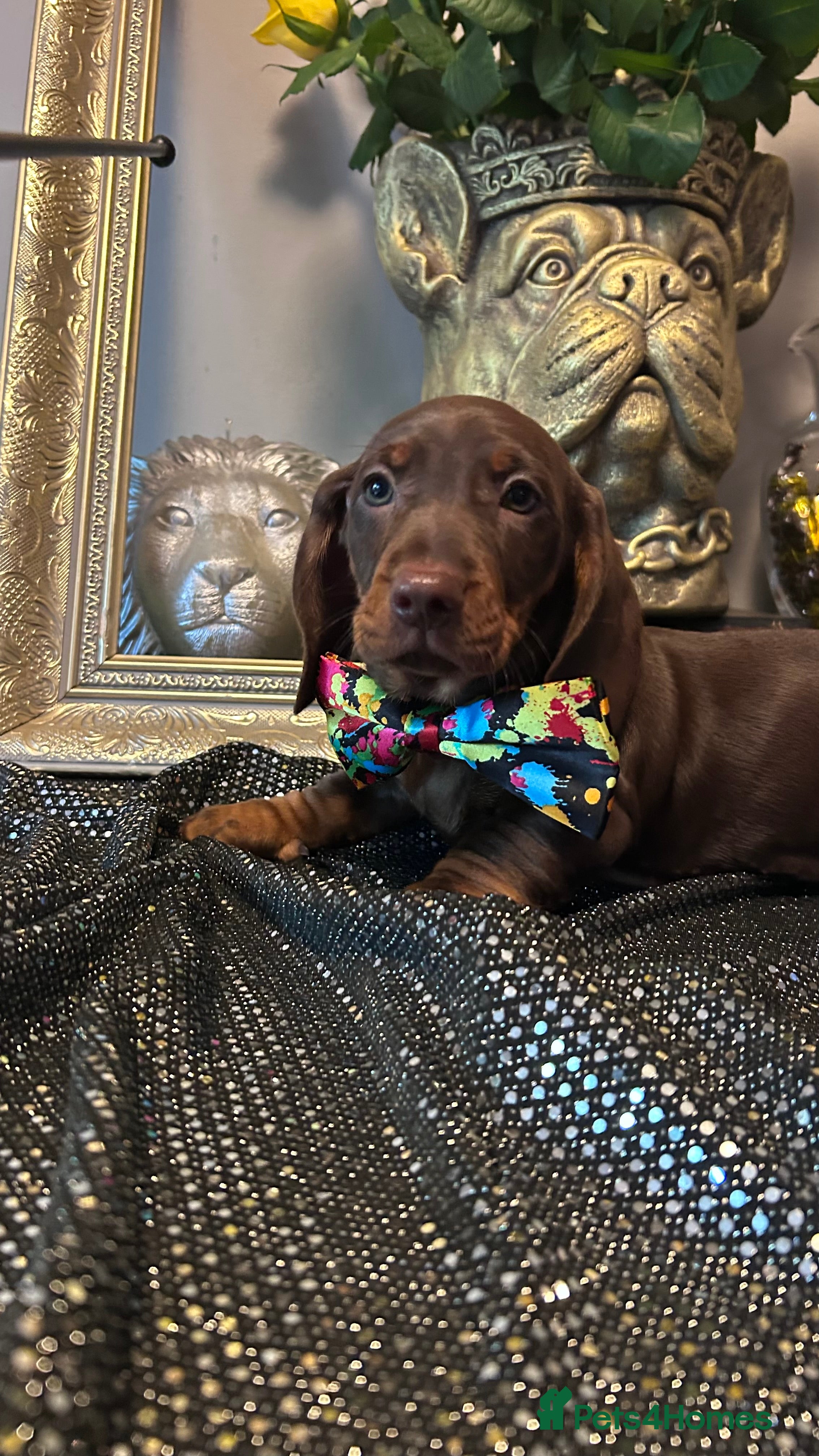 Dachshund dogs Standard dachshund puppies  - Advert 1