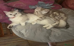 Scottish Fold cats for sale: Beautiful Scottish fold baby’s  in Reading - Image 18