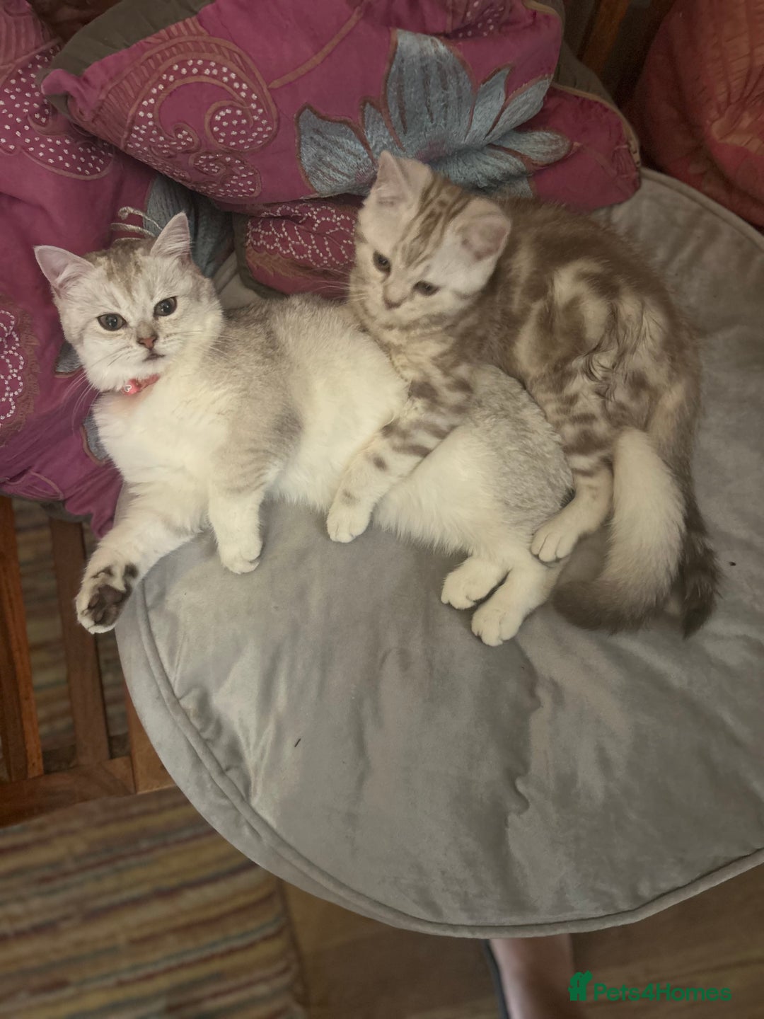 Scottish Fold cats for sale: Beautiful Scottish fold baby’s  in Reading - Image 18