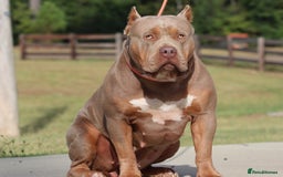 Mixed Breed dogs for sale: 2x XL bully males available  - Image 3