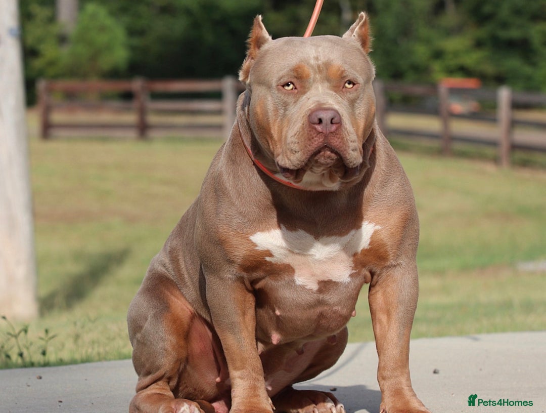 Mixed Breed dogs for sale: 2x XL bully males available  - Image 3