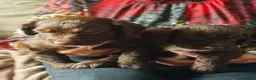 Mixed Breed dogs for sale: Cockapoo/Springer in Ferryhill - Advert 5
