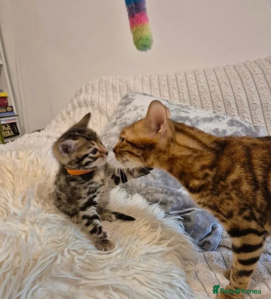 Bengal cats for sale: Fifi the flower-tot - 4 months old  in London - Advert 8