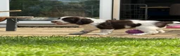 Sprocker dogs for sale: Last girl Working sproker pup - Advert 6