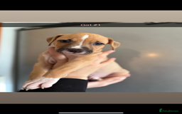 Mixed Breed dogs for sale: Staff x American bulldog - Image 5