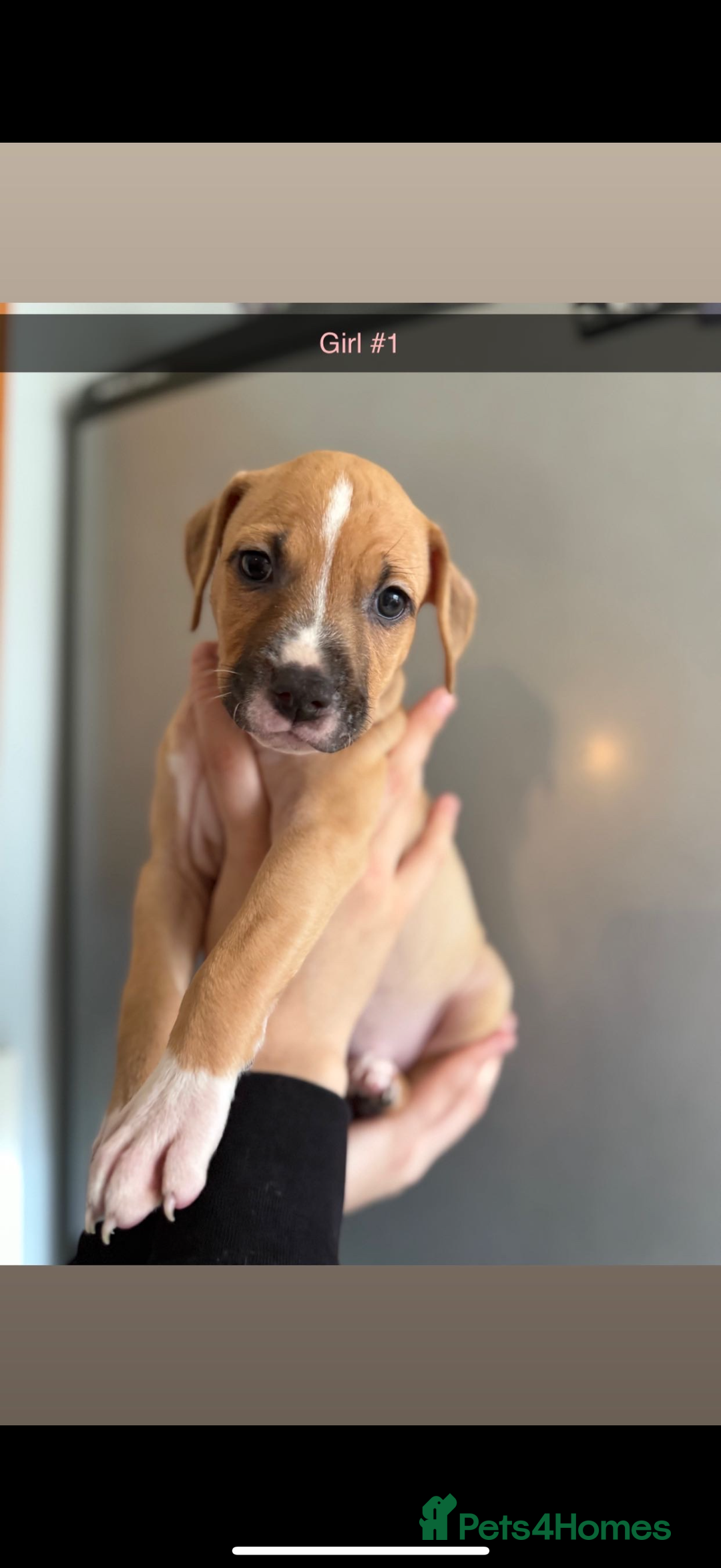 Mixed Breed dogs for sale: Staff x American bulldog - Image 5