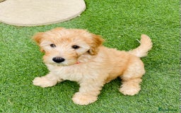 Labradoodle dogs for sale:  Adorable 🥰 Miniature Labradoodle Puppies F2B  - Image 26