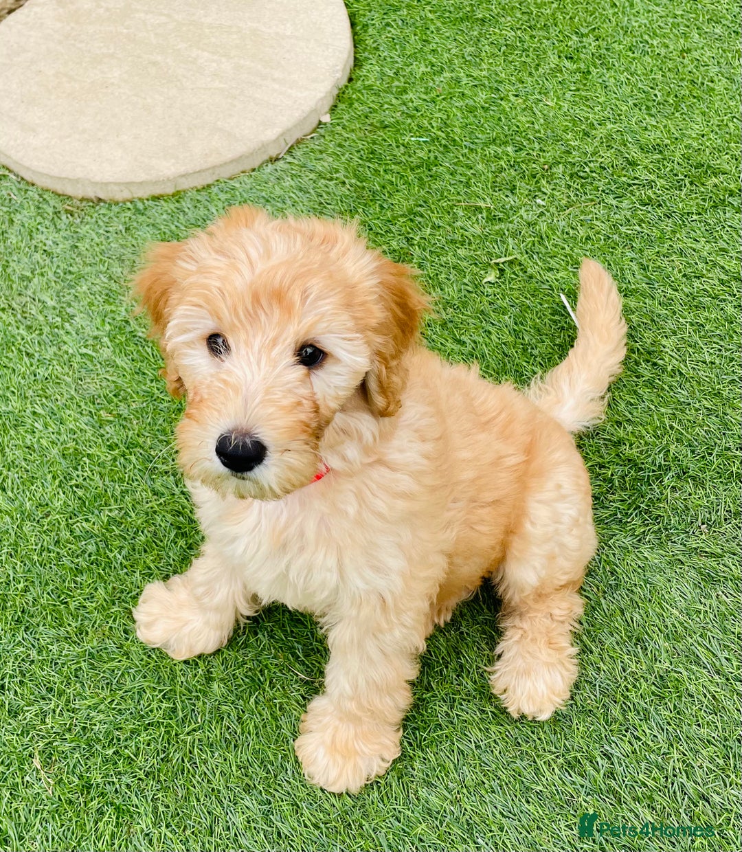 Labradoodle dogs for sale:  Adorable 🥰 Miniature Labradoodle Puppies F2B  - Image 26