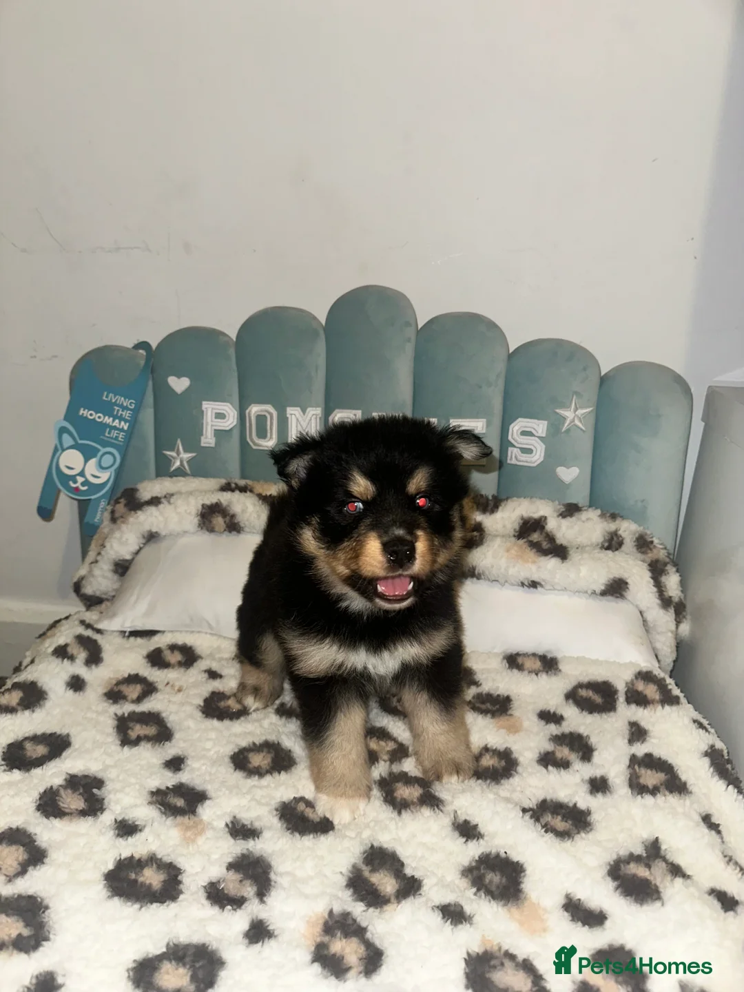 Pomsky dogs for sale: Skye and Sahara  - Advert 25