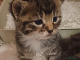 Bengal cats Gorgeous litter of half bengal babies - Advert 4