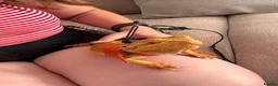 Bearded Dragon reptiles for sale: 3 year old male bearded dragon - Advert 8