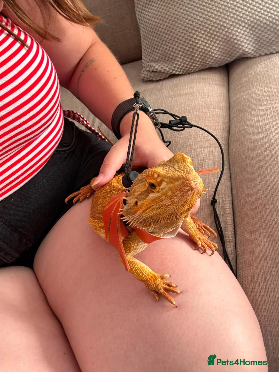 Bearded Dragon reptiles for sale: 3 year old male bearded dragon - Advert 8