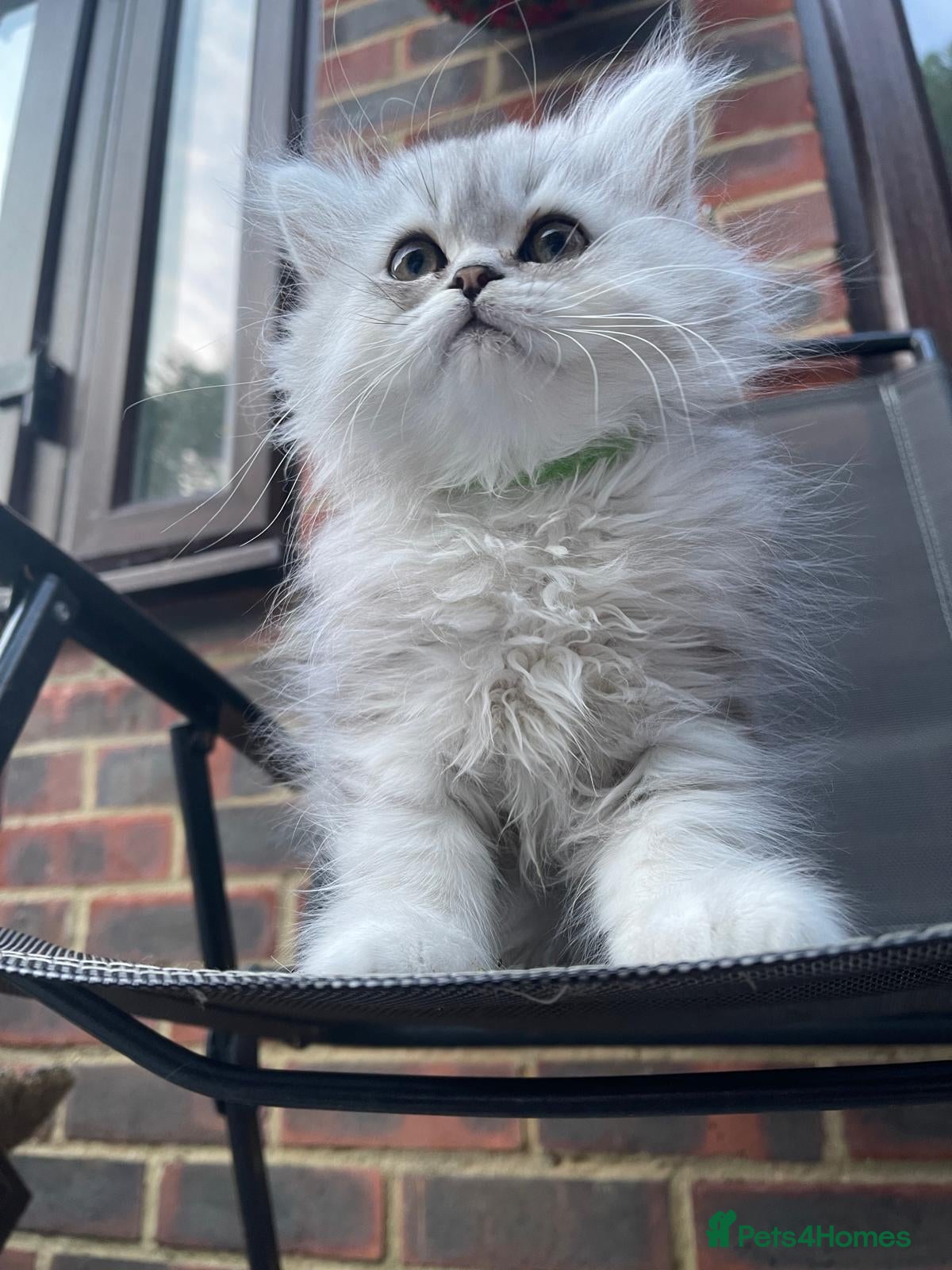 Persian cats Beautiful Persian Kittens – Ready for Loving Home - Advert 2