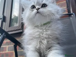 Persian cats Beautiful Persian Kittens – Ready for Loving Home - Advert 12