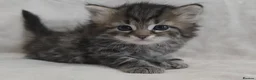 Siberian cats for sale: Pure Siberian kittens  - Advert 6