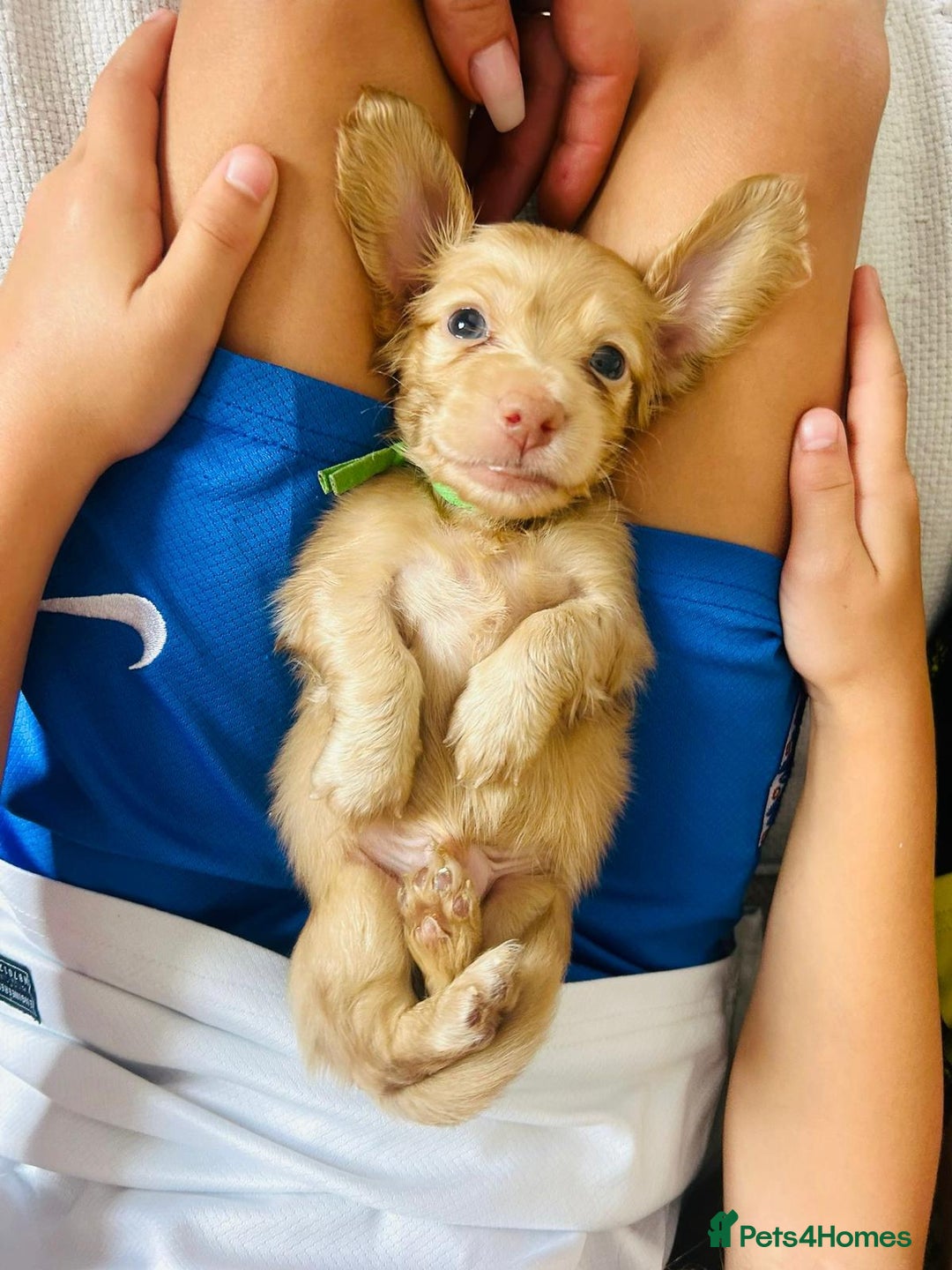 Miniature Dachshund dogs for sale: ⭐️Last two⭐️Long Hair KC Reg miniature Dashunds  - Image 6