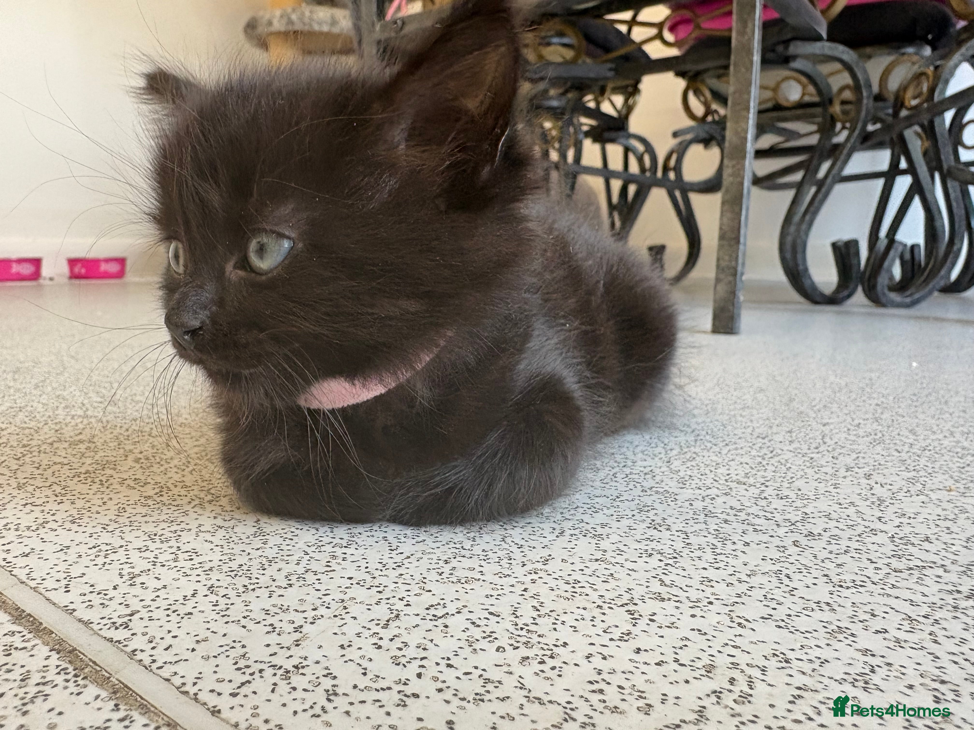 Mixed Breed cats Balinese X British short hair Black fluffy kittens - Advert 2