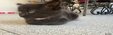 Mixed Breed 5