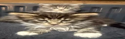 Maine Coon cats for sale: Mainecoon Kittens  - Advert 2