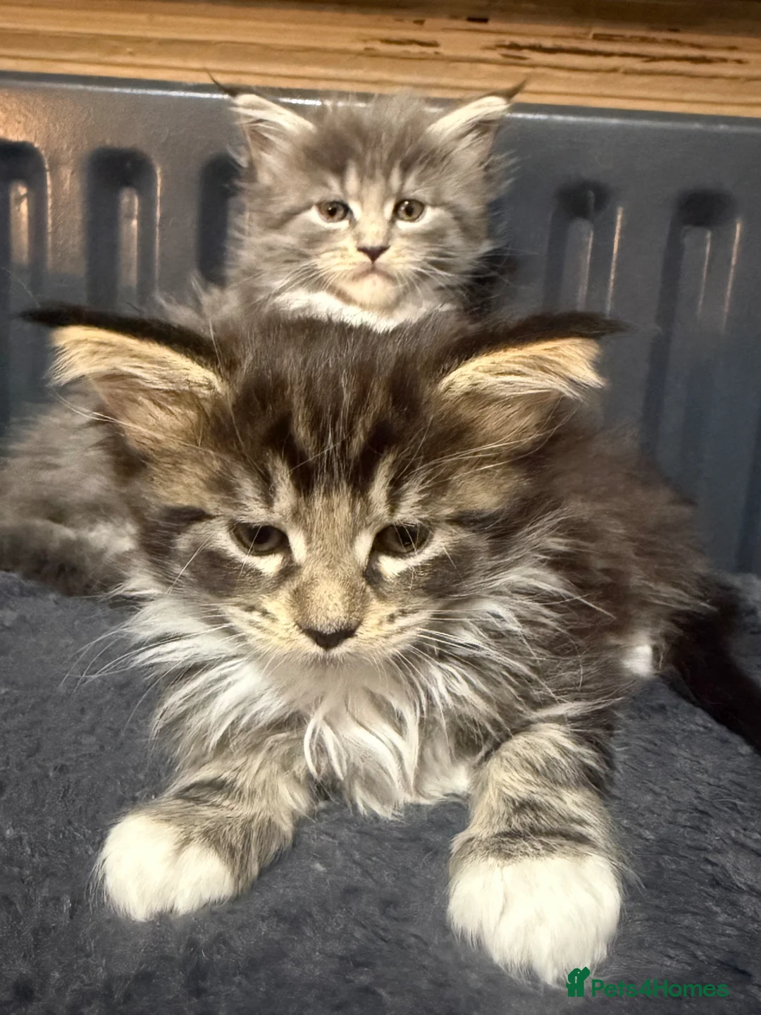 Maine Coon cats for sale: Mainecoon Kittens  - Advert 2