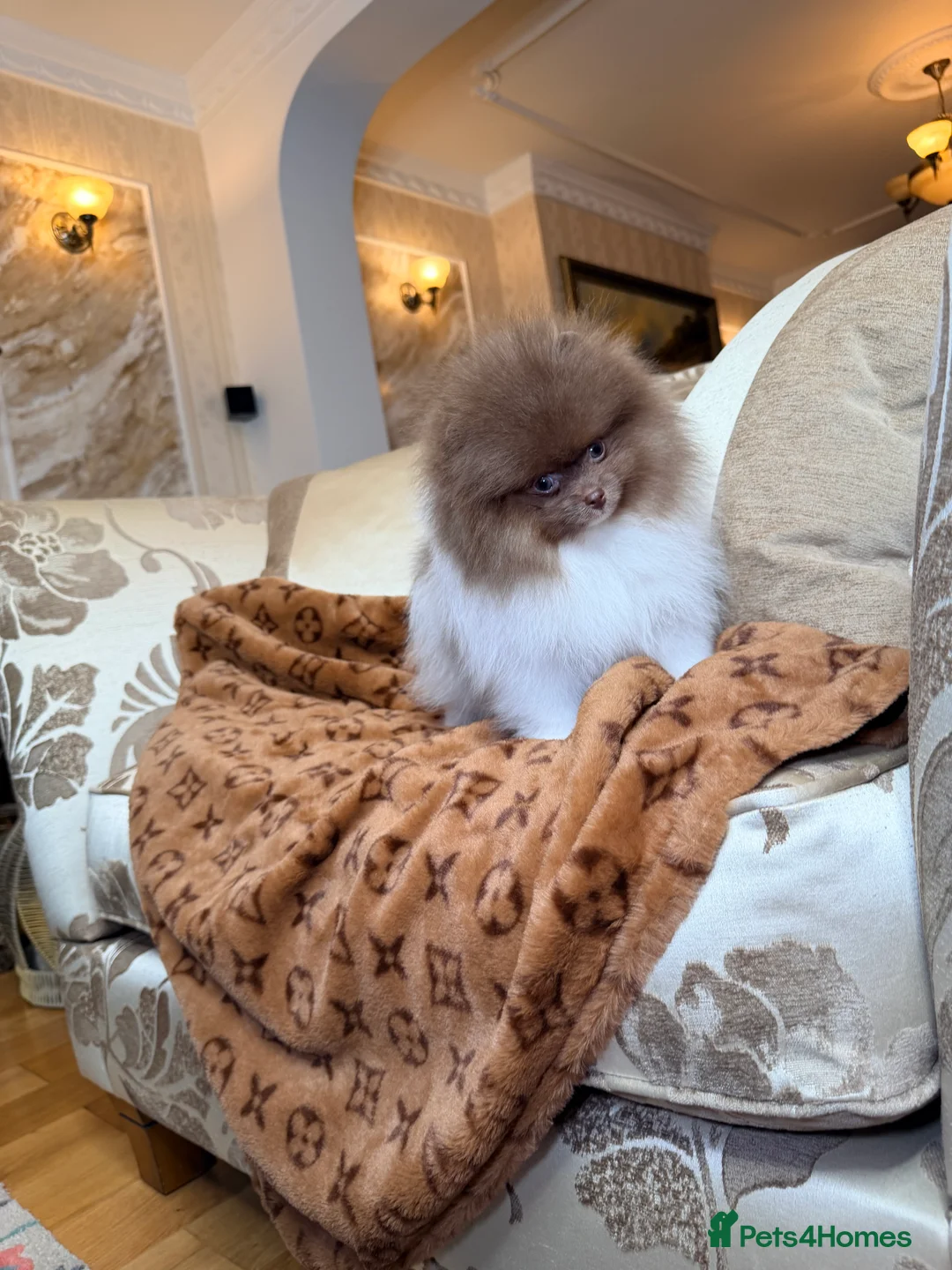 Pomeranian dogs for sale: Exclusive Lilac Party color Pomeranian Boy - Advert 8