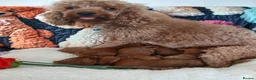 Miniature Poodle dogs for sale: Fox Red and Red puppies Boys and Girls available. - Advert 9