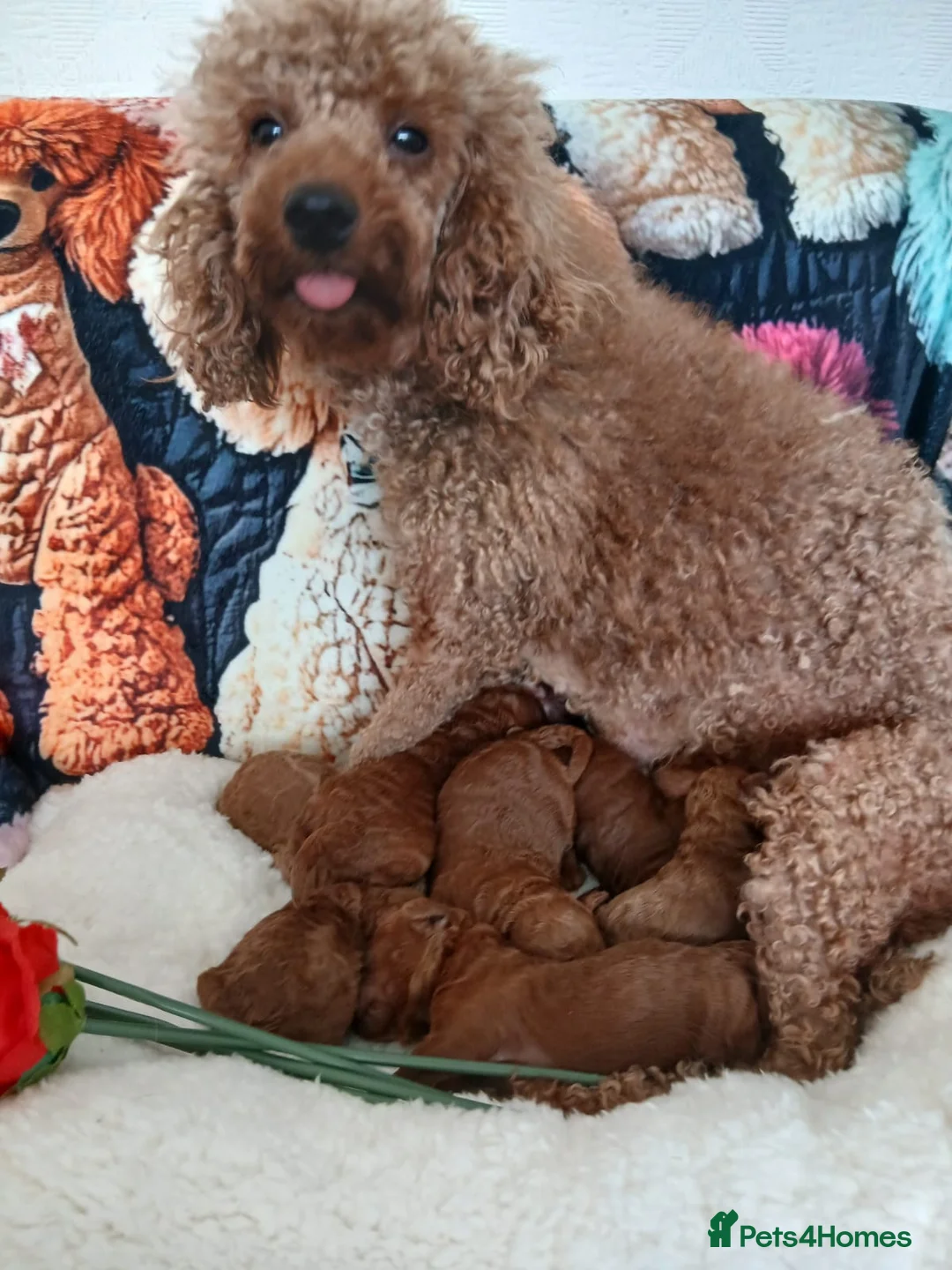 Miniature Poodle dogs for sale: Fox Red and Red puppies Boys and Girls available. - Advert 9