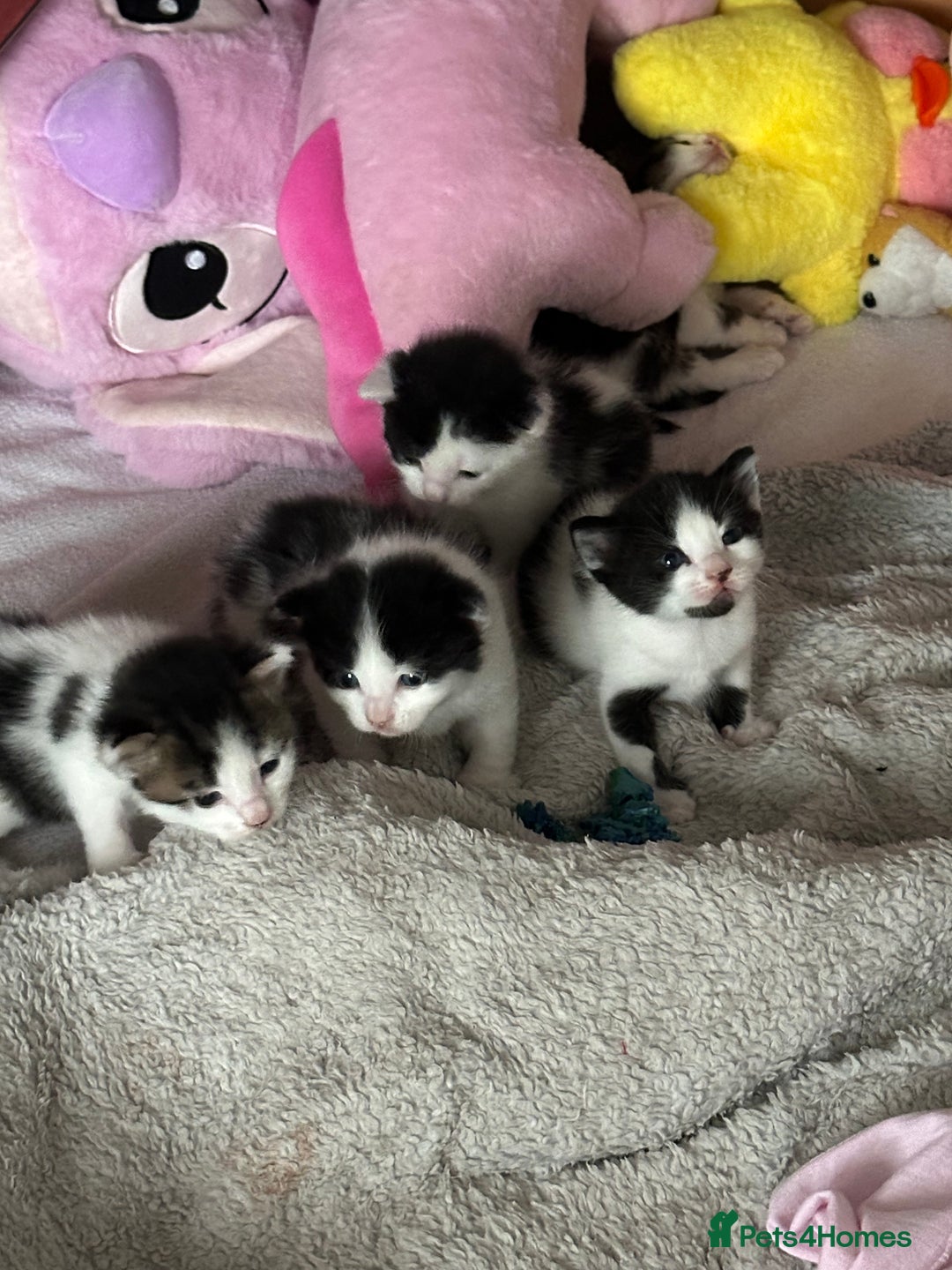 Mixed Breed cats for sale: Kittens - Image 3
