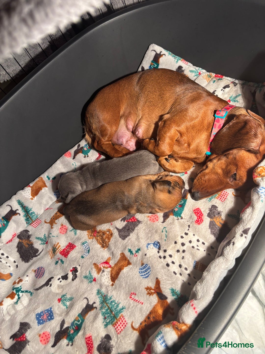 Miniature Dachshund dogs for sale: Miniature dachshund (1 girl left) - Advert 15