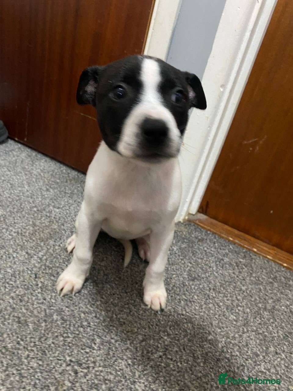 Mixed Breed dogs Staffy x lurcher pups - Advert 5