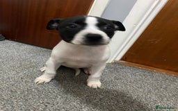 Mixed Breed dogs for sale: Staffy x lurcher pups - Image 1