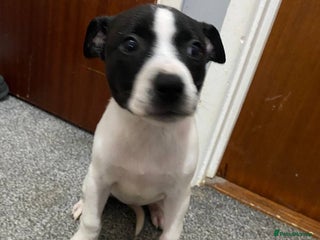 Mixed Breed dogs - Advert 6