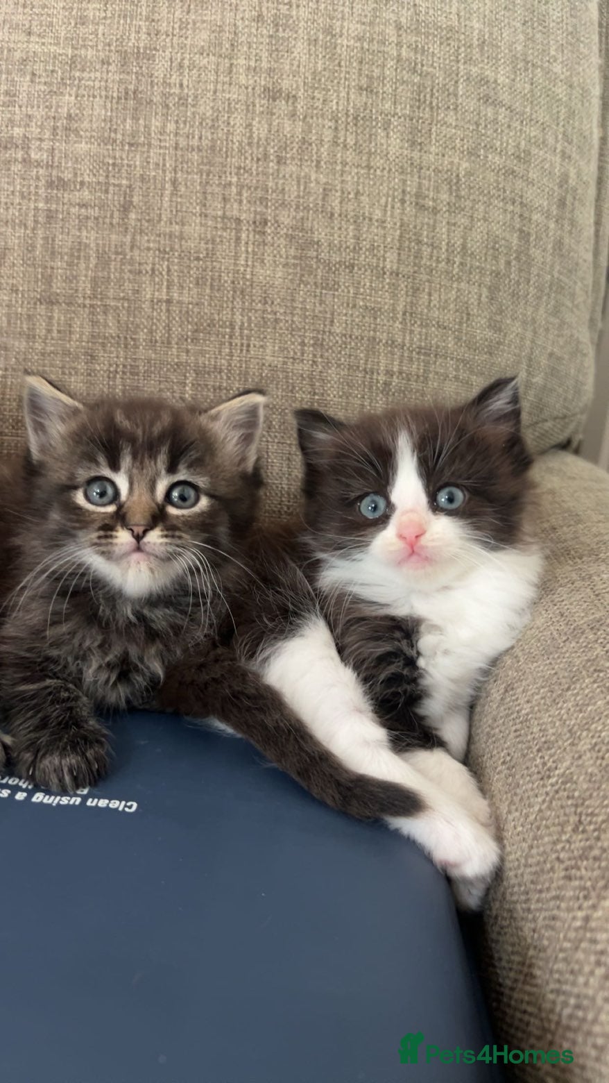 Ragdoll cats 8 week old half ragdoll kittens  - Advert 1