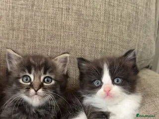 Ragdoll cats 8 week old half ragdoll kittens - Advert 1