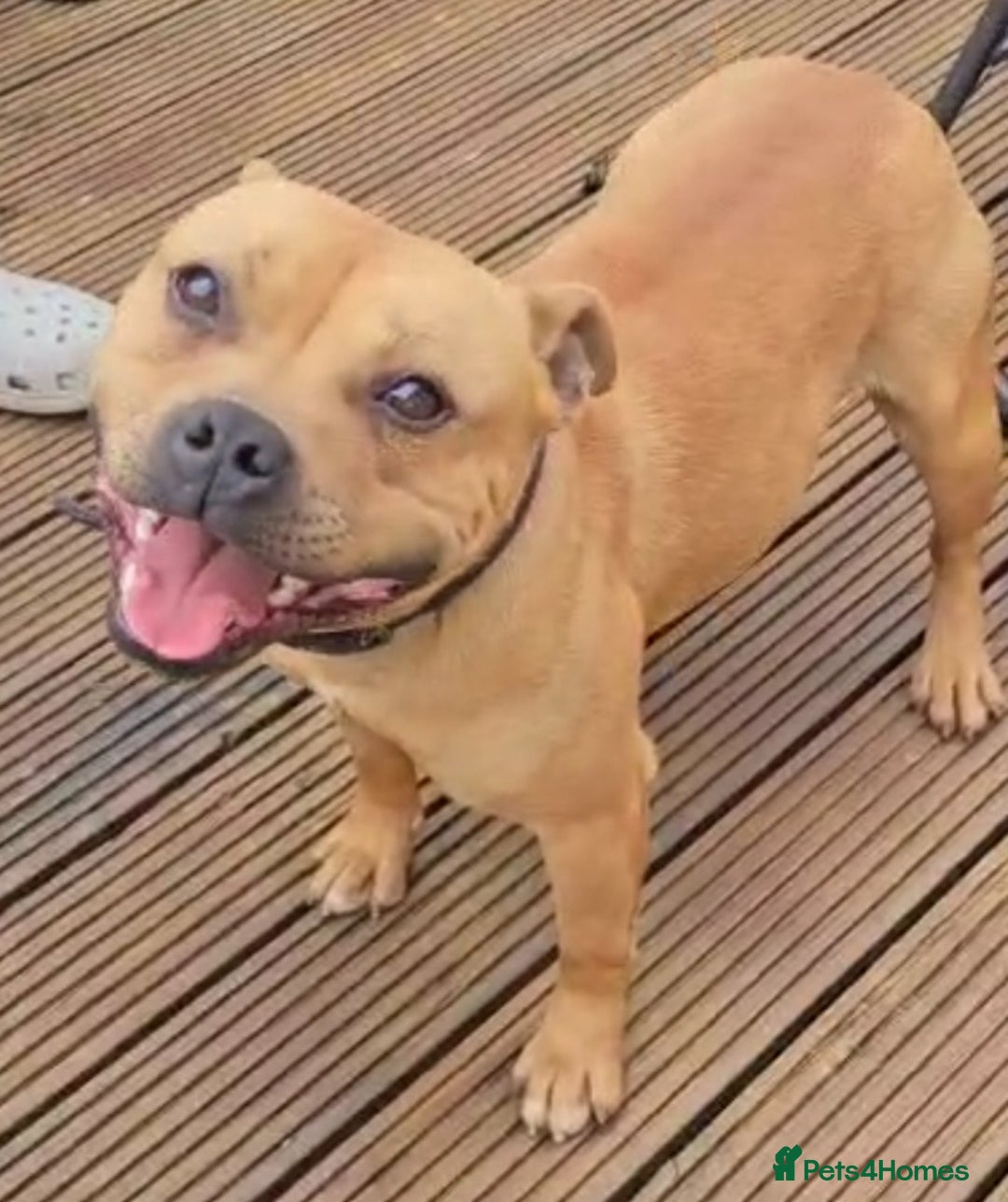 Staffordshire Bull Terrier dogs for stud: 🥨RED BOY"GUSS"🥨 in Birmingham - Advert 1