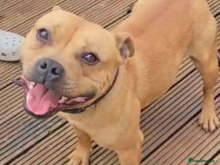 Staffordshire Bull Terrier dogs 🥨RED BOY"GUSS"🥨 in Birmingham - Advert 18